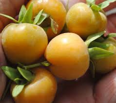 The fruit is considered a delicacy for those who can grow it successfully, and it thrives in warm. Abiu Tree