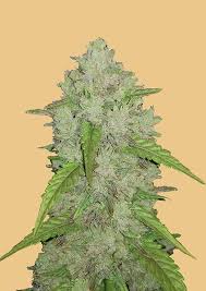 All rights reserved © thē haze / 2020. Original Auto Amnesia Haze Fastbuds