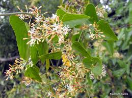 Image result for Smilax anceps