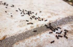 Enter your zip code & get started! How To Get Rid Of Black Ants Using Reliable Methods Lovetoknow