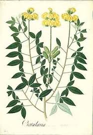 Image result for Crotalaria micans
