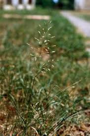 Image result for Eragrostis phyllacantha