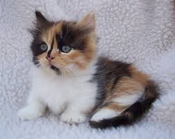 Their faces tend to be flatter than a typical cat and they usually keep their cute chubby look even when they are fully grown due to the big boned structure of the persian breed. Scottish Fold Munchkin Kitten Price Novocom Top