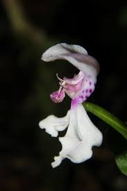 Image result for Disperis