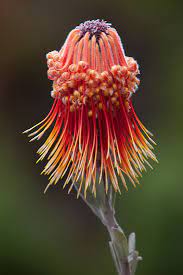 This unusual flowering plant comes from the amazon region of brazil. Protea Beautiful Flowers Unusual Flowers Strange Flowers