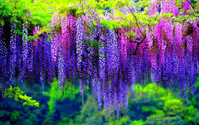 Mei 29, 2020november 5, 2018 oleh sidrotul rumput hias kebanyakan digunakan sebagai hiasan taman sedangkan untuk hiasan ruangan. Meski Cantik Ternyata 6 Pohon Hias Ini Sangat Beracun Kumparan Com