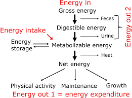 7 5 2 Flow Chart Of Energy 7 5 Energy Expenditure
