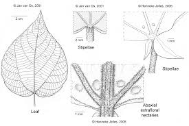 Image result for Alchornea occidentalis
