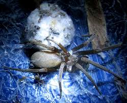 Maybe you would like to learn more about one of these? Southern House Spider Kukulcania Hibernalis