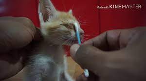 Ubat sakit mata merah, ubat titis mata merah, buah tin ubat mata rabun, ubat mata kucing berair, ubat mata untuk mata kering, optivisum ubat mata, obat petua kurangkan masalah mata merah conjunctivitis. Cara Ubat Mata Kucing Yang Sakit Youtube