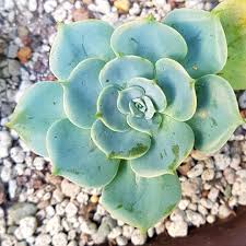 Echeveria Imbricata Echeveria Imbricata Succulents Echeveria