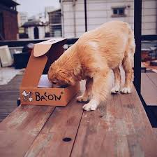 Winter means rain and mud and some very dirty dogs but that just means you need to make. Korean Co Bacon Box Surprise Your Pet Dog With Goodies Every Month
