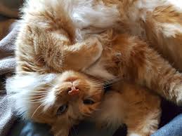Pin By Ebru Sarpman On The World Of Cats Tabby Cat Cute Animals Orange Cats