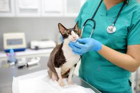 How Pet Wellness Do Clinics Tailor Treatments For Each Unique Pet?