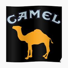 2 104 camel humps stock video clips in 4k and hd for creative projects. Camel Posters Redbubble