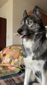 Another term for agouti is 'wild coloring,' which creates the illusion that the agouti husky looks like a sable or grey wolf. Agouti Blop Husky