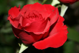 We buy, test, and write reviews. The Real Meaning Behind These 8 Most Popular Flower Colors