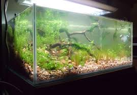 Hence, a good substrate will give you a flourishing planted aquarium, while a bad choice at that will impede your planted tank. The Soil Substrate Or Dirted Planted Tank A How To Guide Uk Aquatic Plant Society