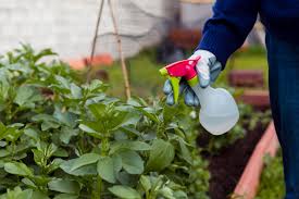Maybe we will both have luck on our side. Garden Myth Is Dish Soap Safe For The Garden And The Science Behind It Laidback Gardener