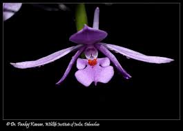 Image result for Calanthe sylvatica