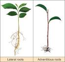Adventitious Roots