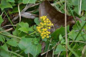 Image result for Delairea odorata
