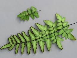 Image result for Cheilanthes viridis