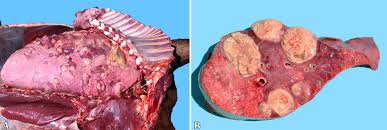 Image result for Rhodococcus equi