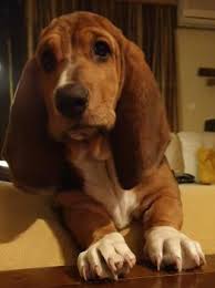 Puppy Growth Chart Luna Basset Hound Female