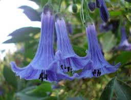 Cyaneum in the rare color of white with a slight flaring bell shape from i. Iochroma Australe Acnistus Australis Blue Angel S Trumpet