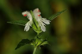 Image result for Leucas glabrata