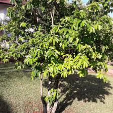 Image result for Annona muricata