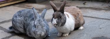 Your rabbit's age, the older your rabbit is, the more expensive it will be to insure your rabbit. Rabbit Advice Tips And Health Information Rspca