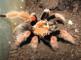 Image result for Meiosperma bracteatum