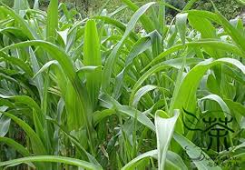 Image result for Sorghum × drummondii