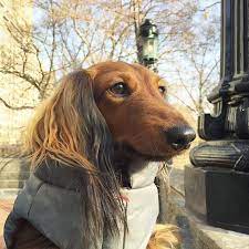 follow django the celebrity sausage dog long haired dachshund dachshund lovers dachshund puppy
