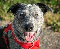 We did not find results for: What You Should Know About The Clever Blue Heeler Lab Mix K9 Web