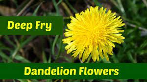 Recipe For Fritters Dandelion Flowers Three Ways To Deep Fry Dandelion Flowers Dandelion Flower Dandelion Deep Fried
