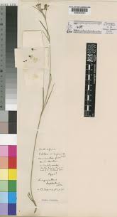 Image result for Sisyranthus imberbis