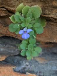 Image result for Vandellia subracemosa