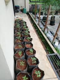9 hari kemudian, with water and sun terkejut tengok pokok tu dah keluarkan daun. Anjel Farm Garden Januari 2020