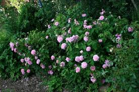 Mme Boll 120cm Portlandrose Rosen Pflanzen Rosa Rose