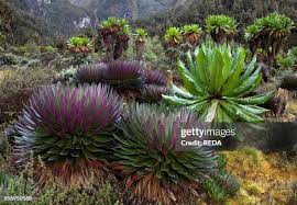 Image result for Carex bequaertii