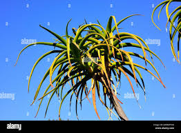 Image result for Aloidendron barberae