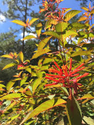 Maybe you would like to learn more about one of these? Five Essential Perennials For Florida Gardens Native Nurseries