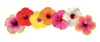 Image result for Hibiscus