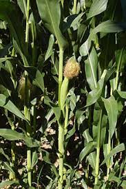 Piantare mais non è molto complicato perché è una pianta che si adatta bene a qualunque tipo di terreno sarchiatura mais. Zea Mays Wikipedia
