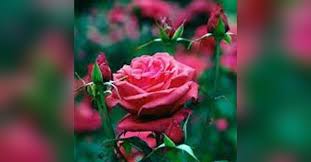 Peggy Sikes Obituary