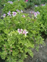 Image result for Pelargonium graveolens