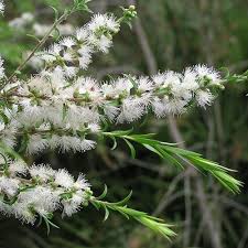Image result for Melaleuca sp. A (Biegel 5741)